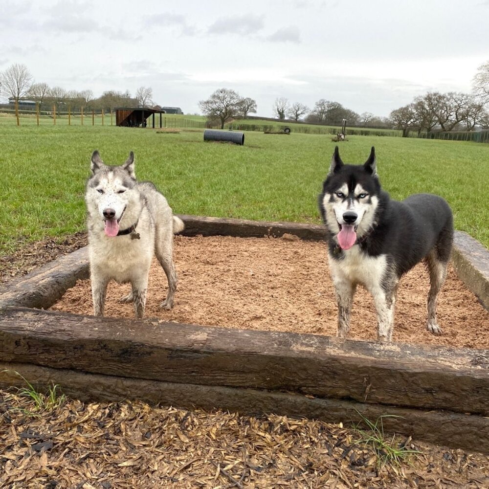 Two huskies