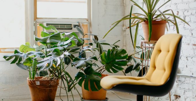 Yellow chair and plants